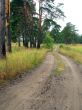 Road into the forest