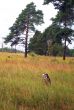 Pine trees on to the meadow