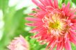 beautiful bright aster flower