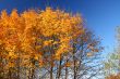 fall trees