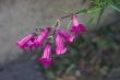 Penstemon garnet