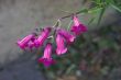 Penstemon garnet