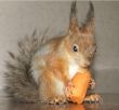 squirrel is nibbling a carrot