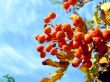 ashberry
