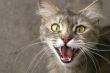 Cat`s smile