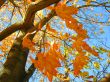 autumn maple
