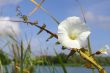 white bindweed