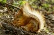 squirrel with nut