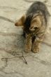playful kitten