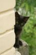 black kitten