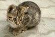 little outcast kitten