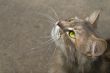 cat`s profile