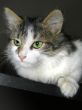 Cat`s look