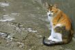 tricolour cat