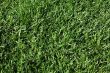Background - Grass
