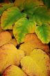 Autumn leaves