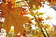 Autumn leaves