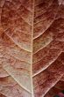Leaf macro