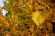 Autumn leaves