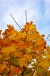 Leaves and blue sky