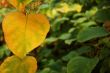 Autumn leaves