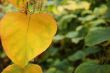 Autumn leaves
