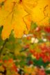 Autumn leaves