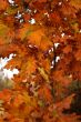 Autumn leaves