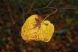 Autumn leaves