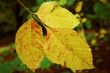 Autumn leaves