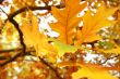 Autumn leaves