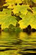 Autumn leaves