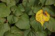 Autumn leaves