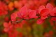 Autumn leaves