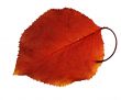 Autumn leaf