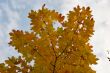 Leaves and blue sky