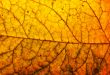 Leaf macro