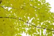 Autumn leaves
