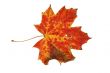 Autumn leaf