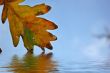 Autumn leaves
