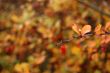 Autumn leaves