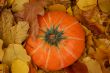 Autumn pumpkin