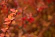 Autumn leaves