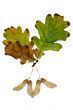 Autumn leaf
