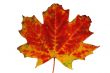 Autumn leaf