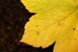 Autumn leaf
