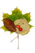 Autumn leaf