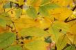 Autumn leaves