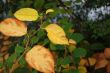 Autumn leaves