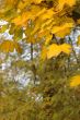 Autumn leaves